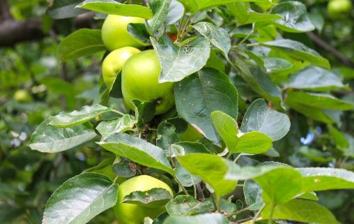 Пансионат для пожилых «Беседы» в Химках