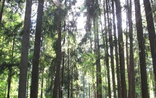 Санаторий для пенсионеров Михайловское